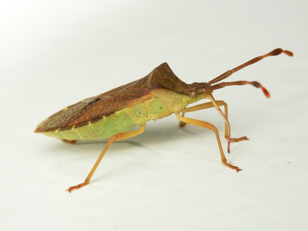 Gonocerus acuteangulatus (Goeze, 1778)